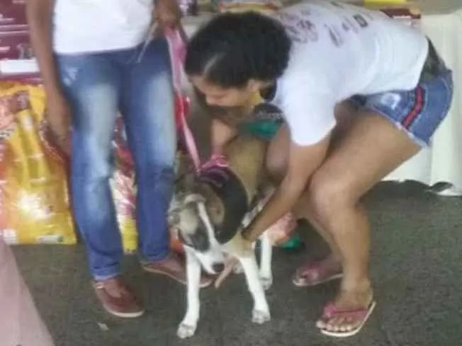 Cachorro ra a Mestiço  idade 2 a 6 meses nome Sky 