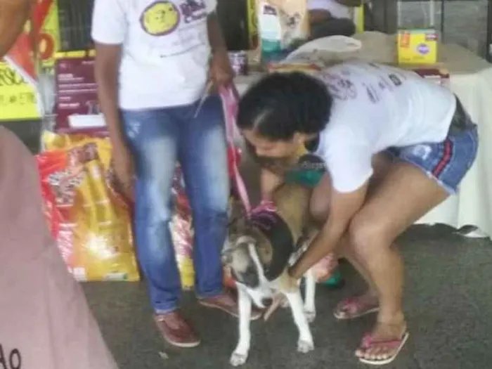 Cachorro ra a Mestiço  idade 2 a 6 meses nome Sky 