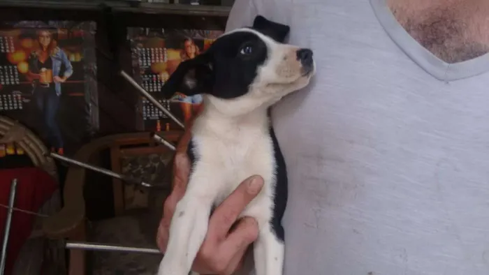 Cachorro ra a  idade 2 a 6 meses nome Sem nome