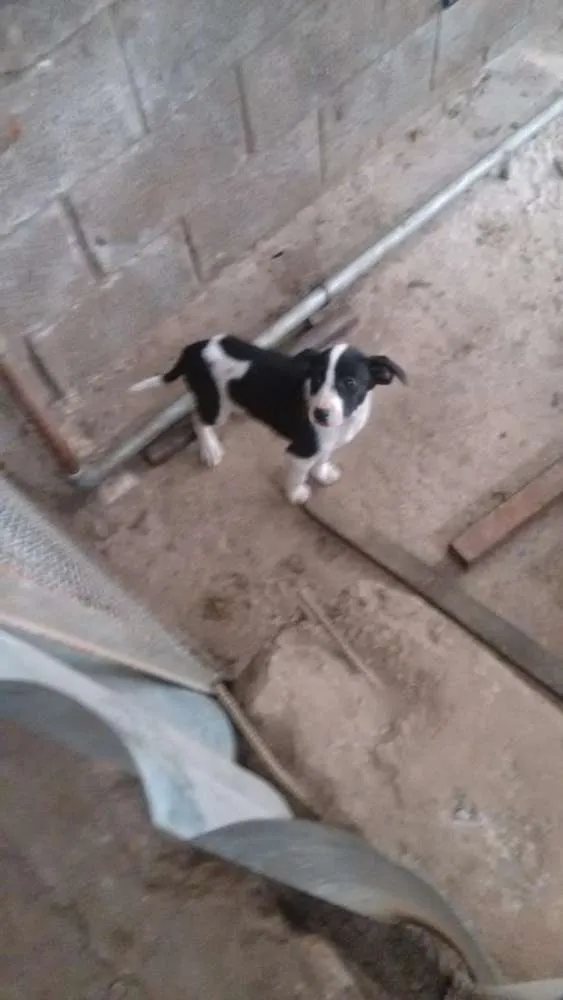 Cachorro ra a  idade 2 a 6 meses nome Sem nome