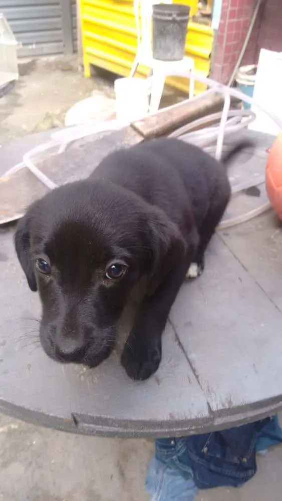 Cachorro ra a  idade 2 a 6 meses nome Sem nome