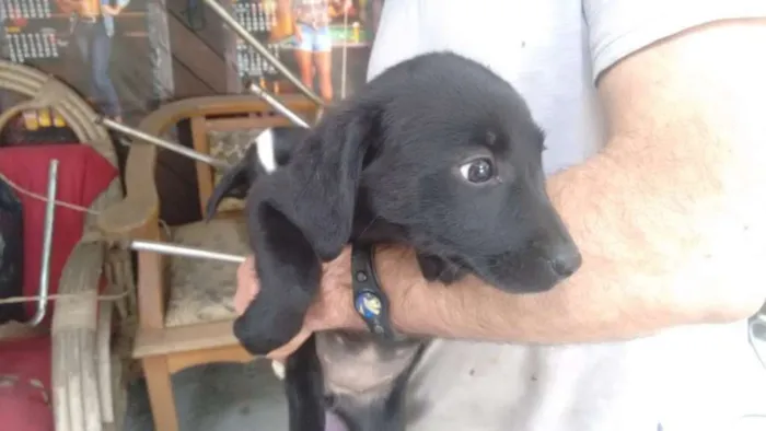 Cachorro ra a  idade 2 a 6 meses nome Sem nome