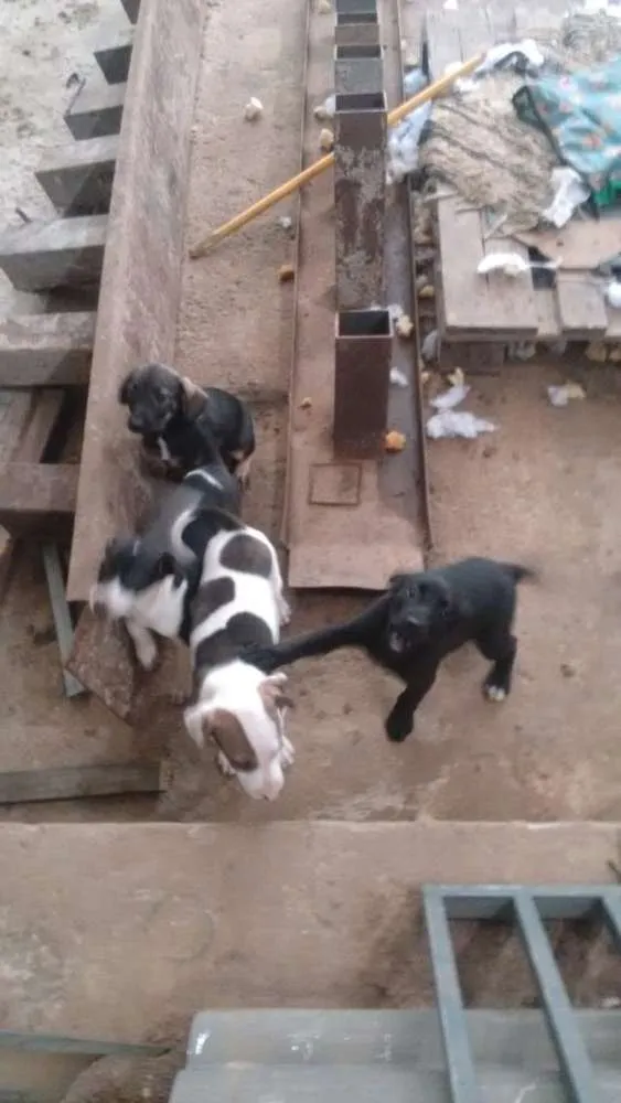 Cachorro ra a  idade 2 a 6 meses nome Sem nome
