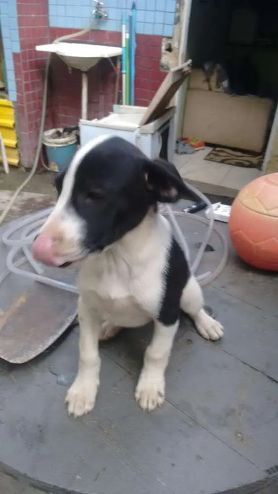 Cachorro ra a  idade 2 a 6 meses nome Sem nome