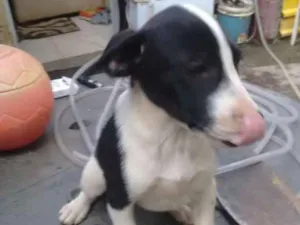 Cachorro raça  idade 2 a 6 meses nome Sem nome