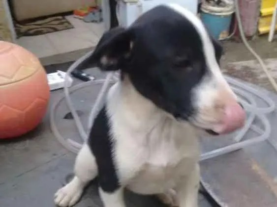 Cachorro ra a  idade 2 a 6 meses nome Sem nome