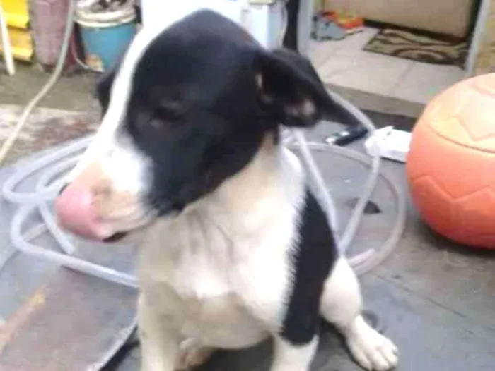 Cachorro ra a  idade 2 a 6 meses nome Sem nome