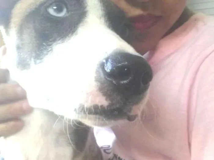 Cachorro ra a Mestiço  idade 2 a 6 meses nome Sky 