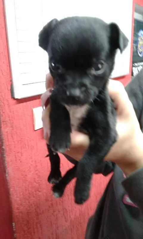 Cachorro ra a sem raça idade 2 a 6 meses nome Julia