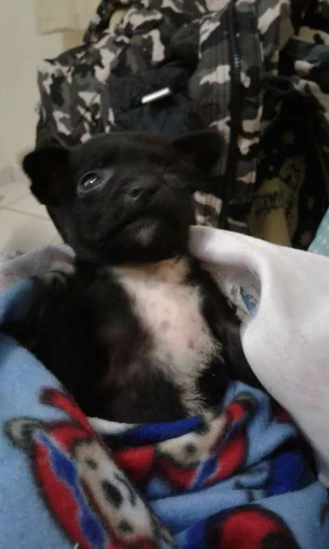 Cachorro ra a sem raça idade 2 a 6 meses nome Julia