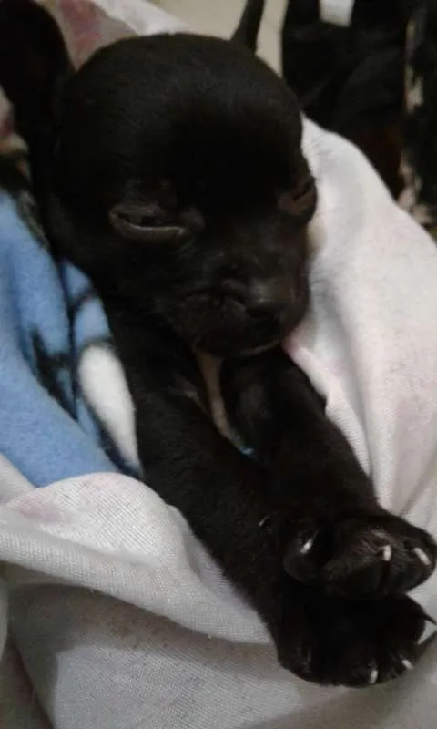 Cachorro ra a sem raça idade 2 a 6 meses nome Julia