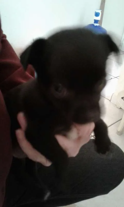 Cachorro ra a sem raça idade 2 a 6 meses nome Julia