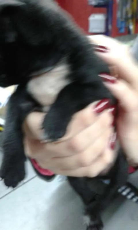 Cachorro ra a sem raça idade 2 a 6 meses nome Julia