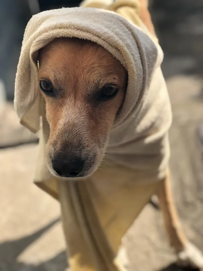 Cachorro ra a SRD  idade 3 anos nome Amarelo