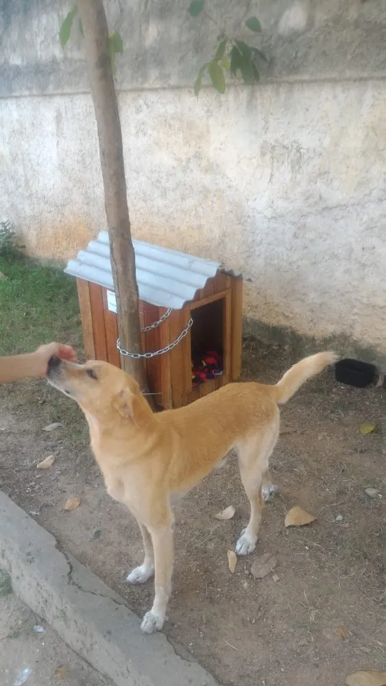 Cachorro ra a SRD  idade 3 anos nome Amarelo