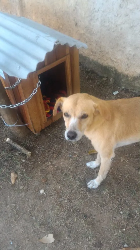 Cachorro ra a SRD  idade 3 anos nome Amarelo
