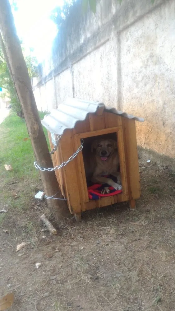 Cachorro ra a SRD  idade 3 anos nome Amarelo