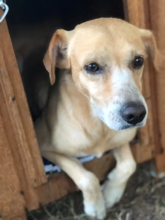 Cachorro ra a SRD  idade 3 anos nome Amarelo