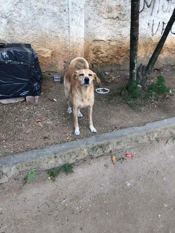 Cachorro ra a SRD  idade 3 anos nome Amarelo