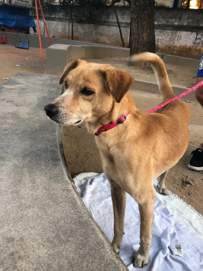 Cachorro ra a SRD  idade 3 anos nome Amarelo
