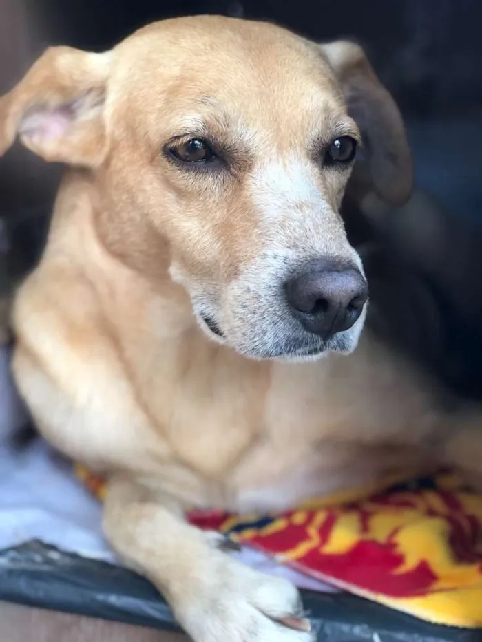 Cachorro ra a SRD  idade 3 anos nome Amarelo