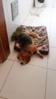 Cachorro raça Beagle idade 6 ou mais anos nome Julie