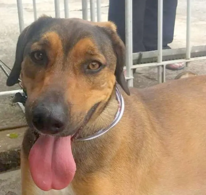 Cachorro ra a SRD idade 2 anos nome Patudo