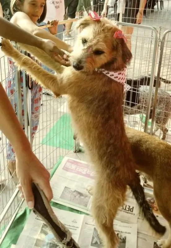 Cachorro ra a SRD idade 2 anos nome Nairóbi