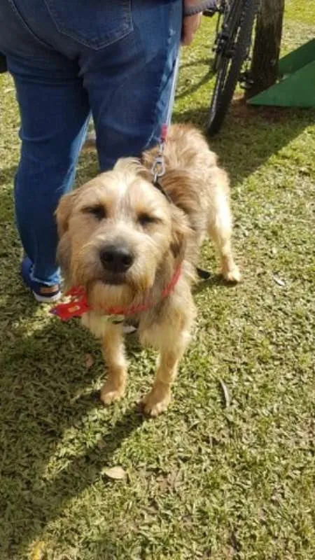 Cachorro ra a SRD idade 2 anos nome Nairóbi