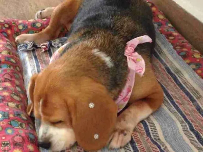 Cachorro raça Beagle idade 6 ou mais anos nome Julie