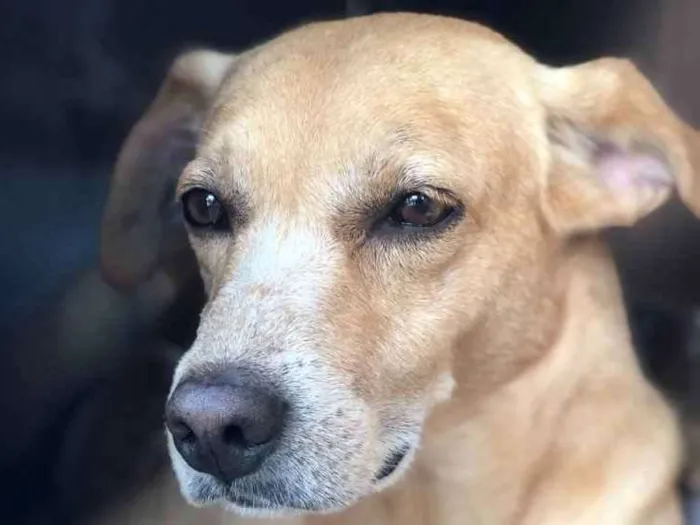 Cachorro ra a SRD  idade 3 anos nome Amarelo