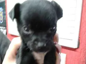 Cachorro raça sem raça idade 2 a 6 meses nome Julia