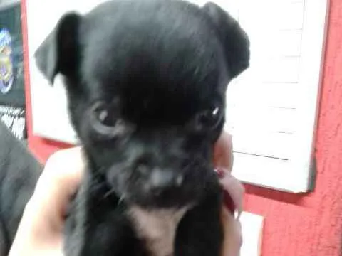 Cachorro ra a sem raça idade 2 a 6 meses nome Julia