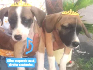 Cachorro raça Mestiço  idade 2 a 6 meses nome Sky 