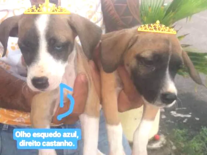 Cachorro ra a Mestiço  idade 2 a 6 meses nome Sky 
