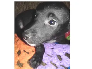 Cachorro raça SRD idade 2 a 6 meses nome Luca