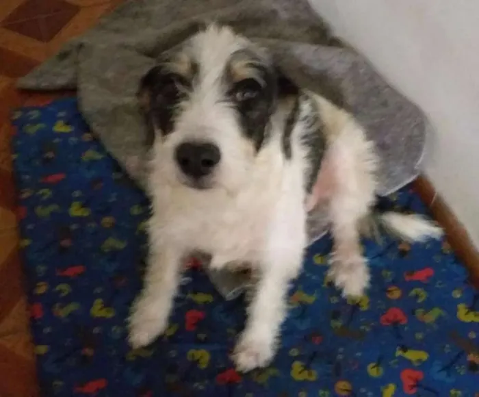 Cachorro ra a SRD idade 2 anos nome Mel