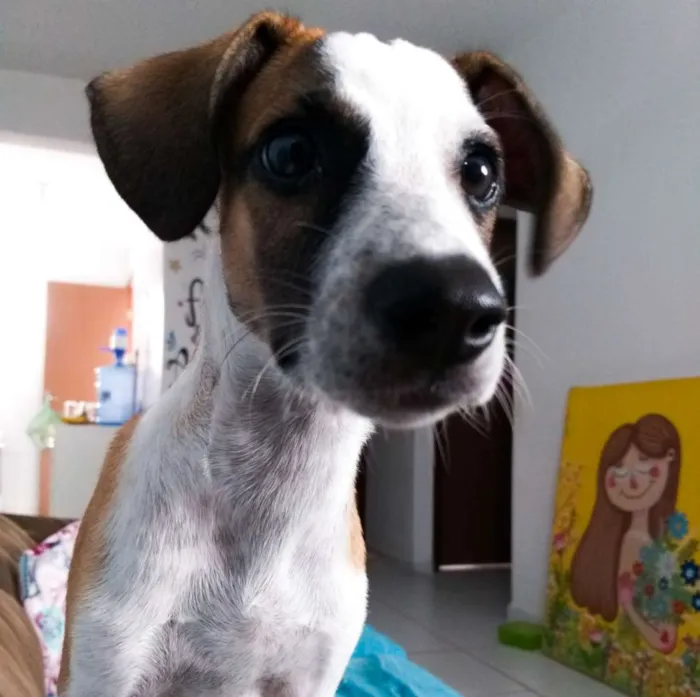 Cachorro ra a Paulistinha  idade 2 a 6 meses nome Leo