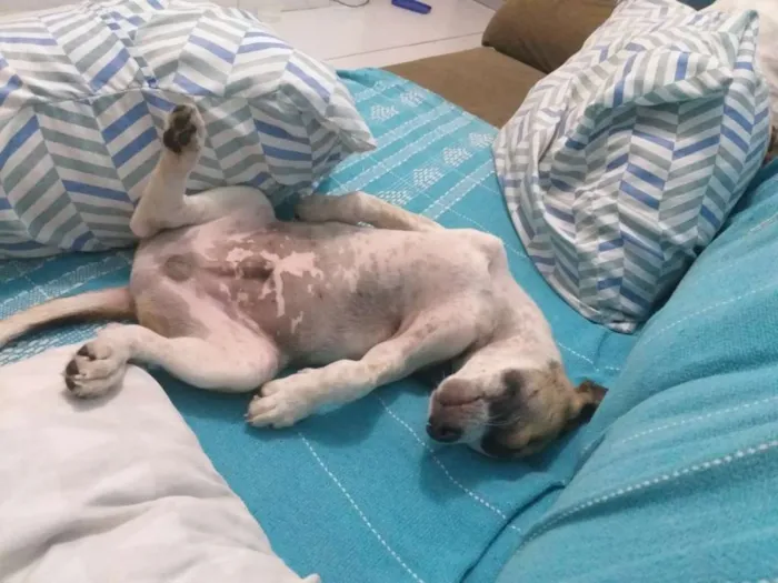 Cachorro ra a Paulistinha  idade 2 a 6 meses nome Leo