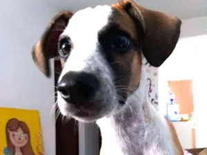 Cachorro raça Paulistinha  idade 2 a 6 meses nome Leo