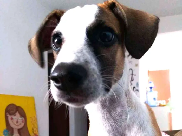 Cachorro ra a Paulistinha  idade 2 a 6 meses nome Leo