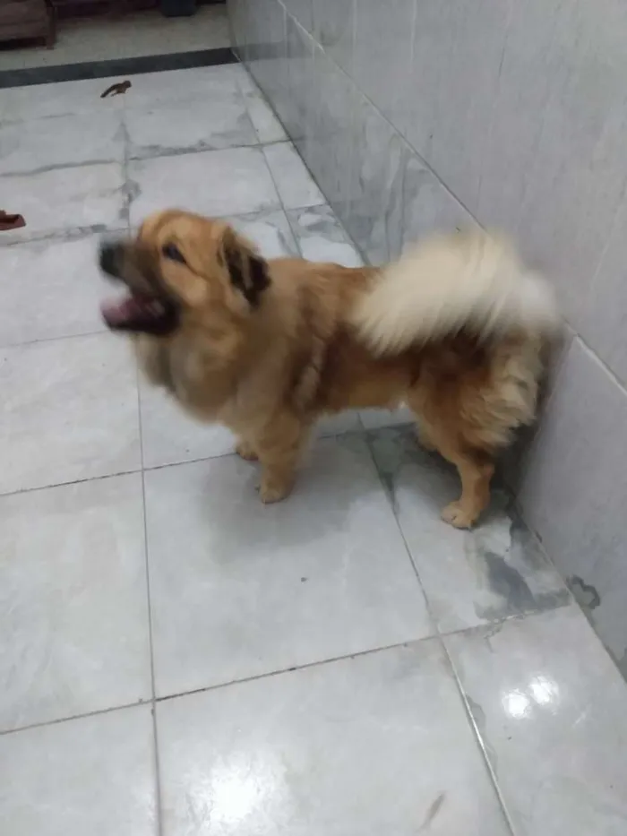 Cachorro raça Mestiço - chow chow x Apso idade 2 anos nome Atena