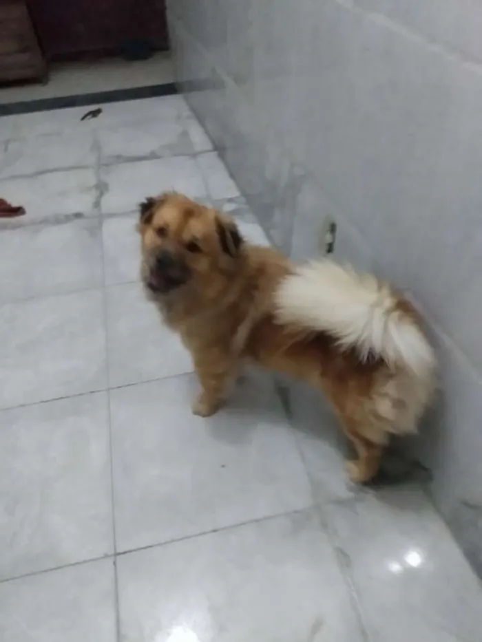Cachorro raça Mestiço - chow chow x Apso idade 2 anos nome Atena
