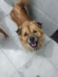 Atena
