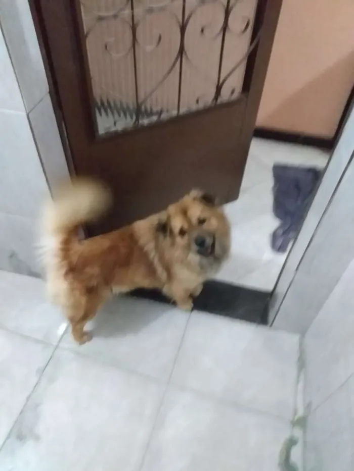 Cachorro raça Mestiço - chow chow x Apso idade 2 anos nome Atena
