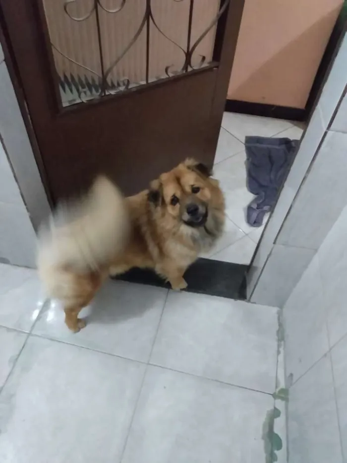 Cachorro raça Mestiço - chow chow x Apso idade 2 anos nome Atena