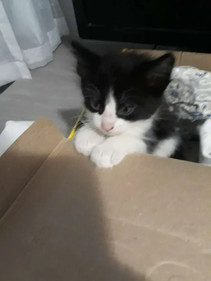 Gato ra a  idade Abaixo de 2 meses nome Sem nome