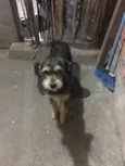 Pipoca 