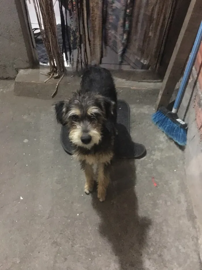 Cachorro ra a Raça desconhecida  idade 7 a 11 meses nome Pipoca 