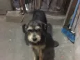 Pipoca 